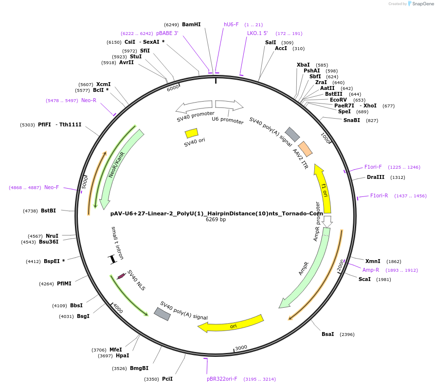 159501-plasmid-map-sequence-id-311777