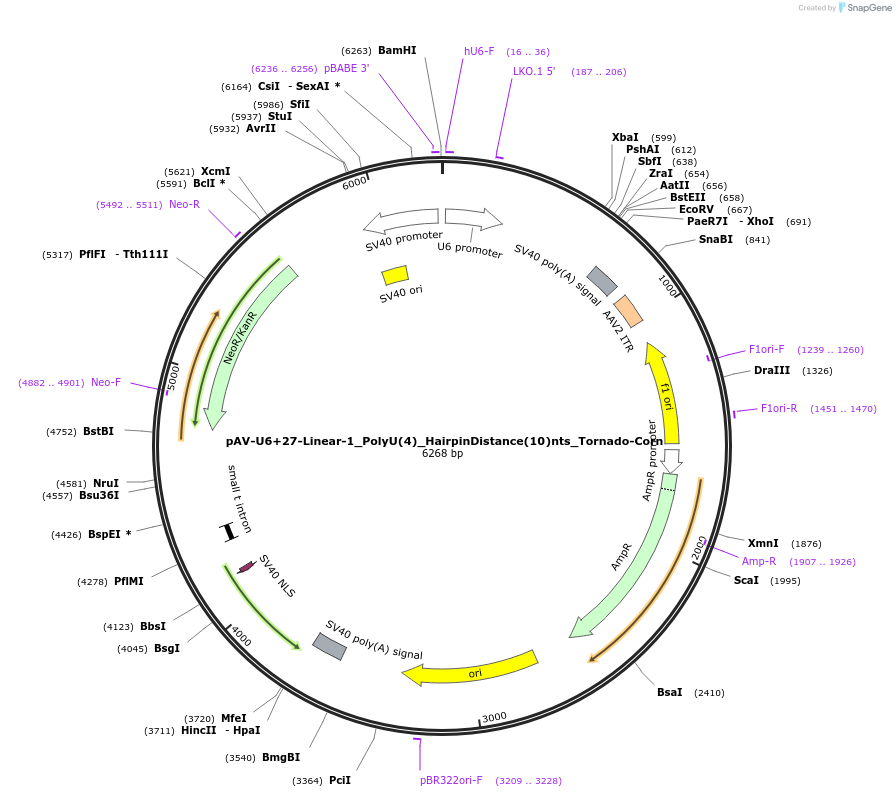 159498-plasmid-map-sequence-id-311780