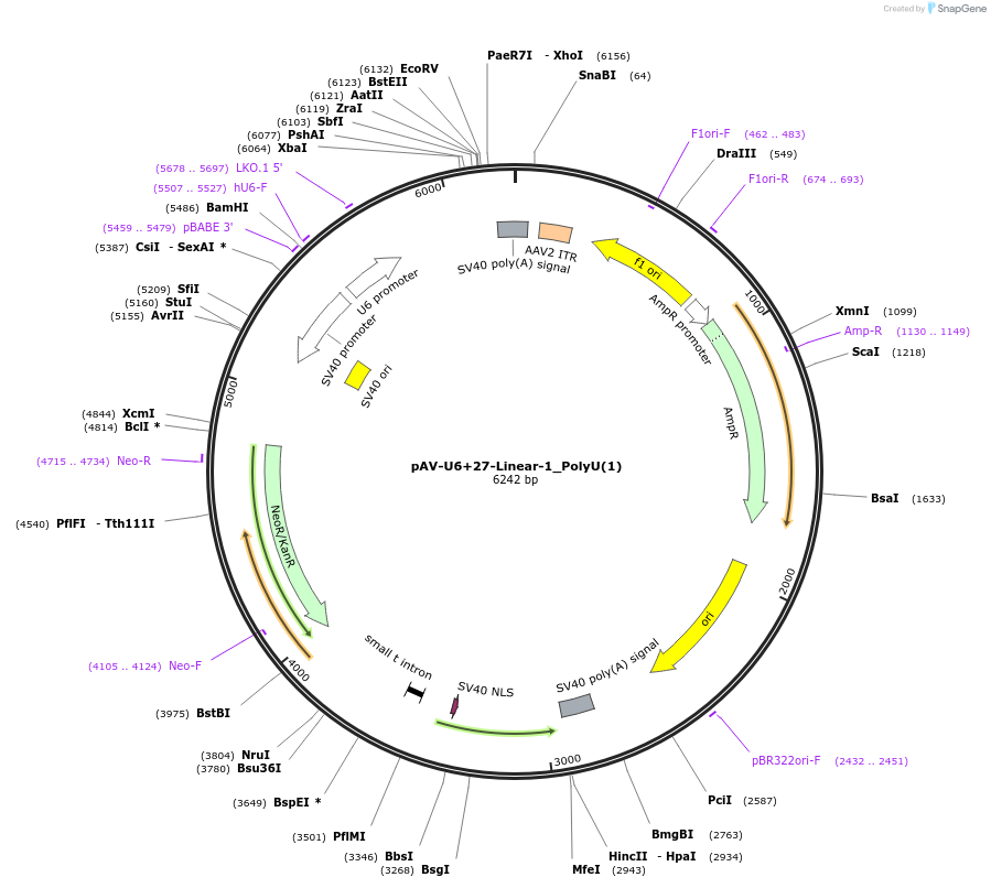 159479-plasmid-map-sequence-id-311781
