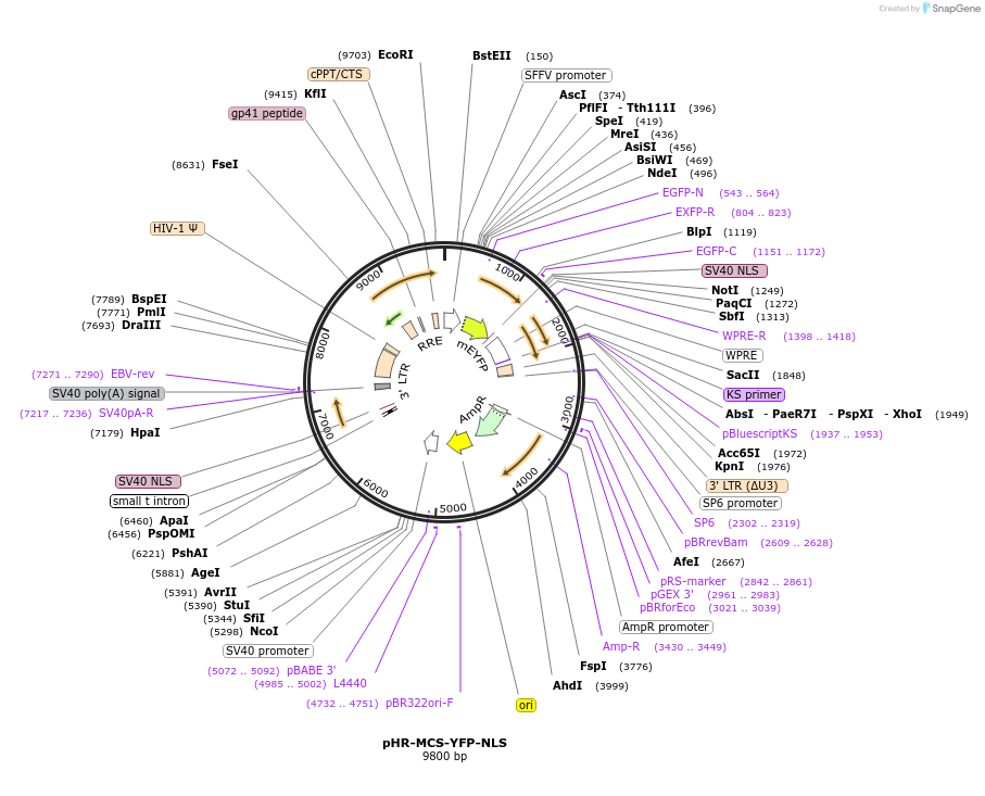145274-plasmid-map-sequence-id-311782