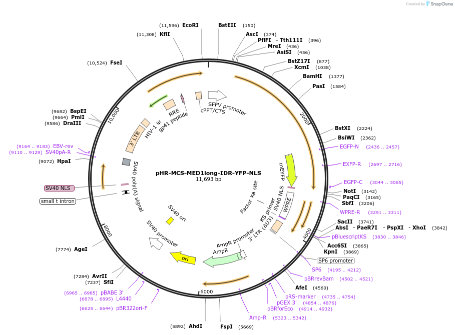 145276-plasmid-map-sequence-id-311786