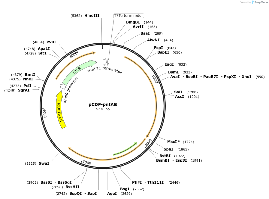 158609-plasmid-map-sequence-id-311787
