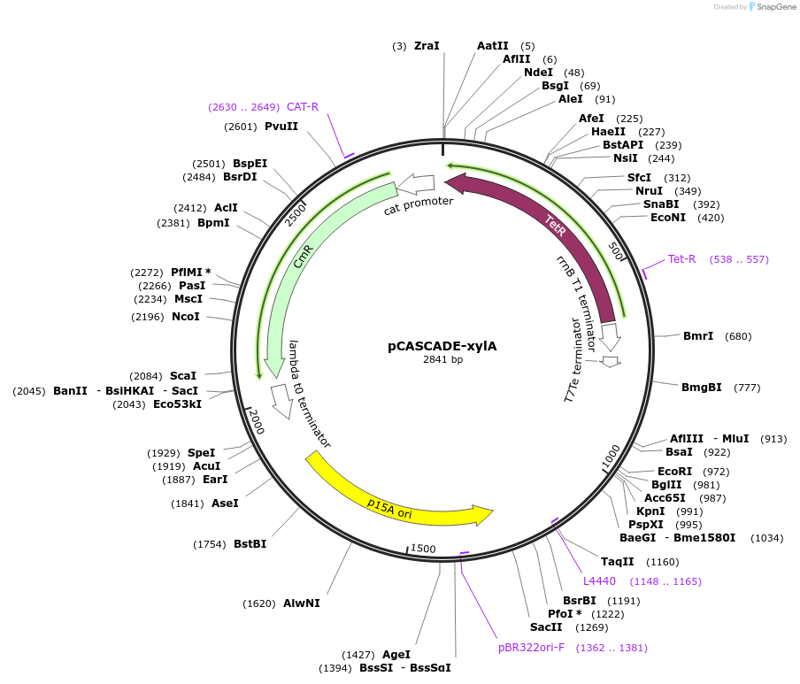 158611-plasmid-map-sequence-id-311792