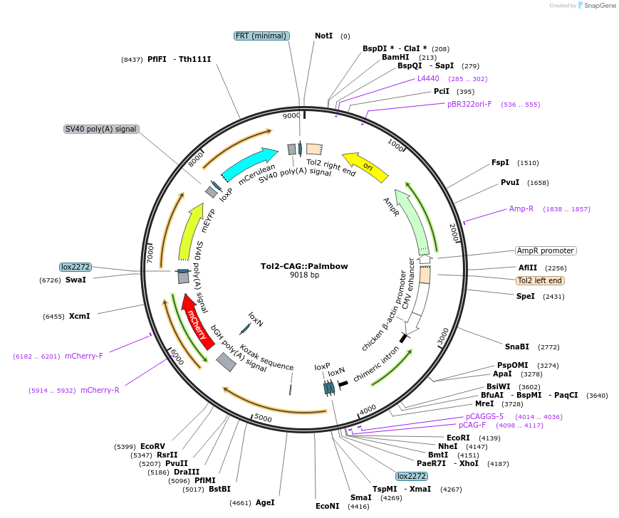 158993-plasmid-map-sequence-id-311799