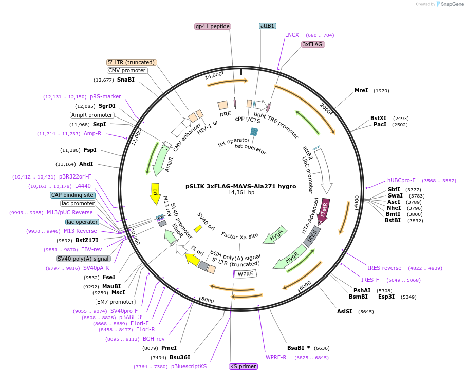 158637-plasmid-map-sequence-id-311803
