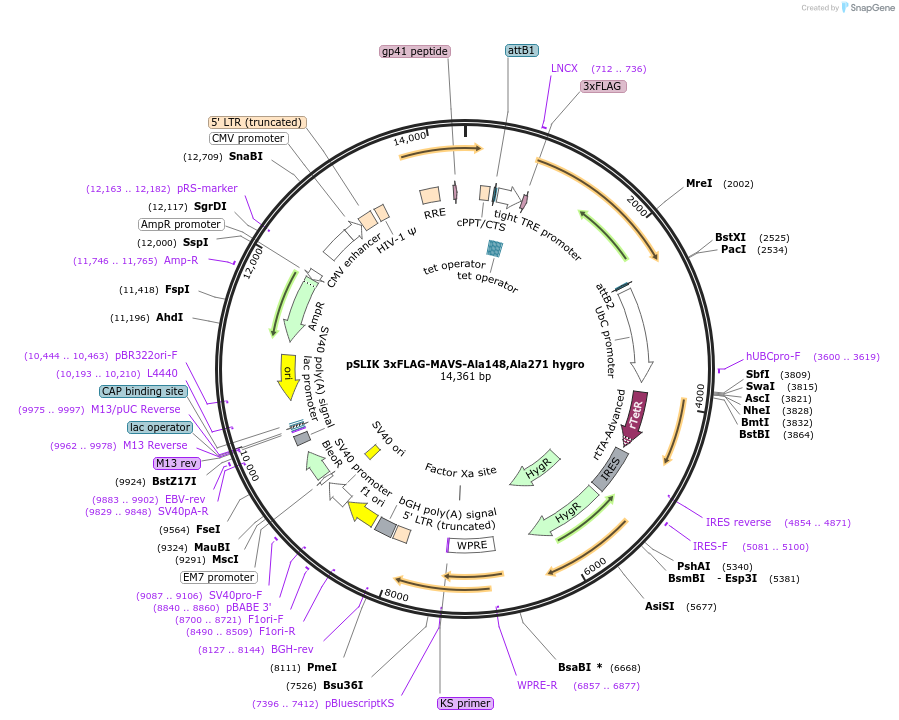 158639-plasmid-map-sequence-id-311807