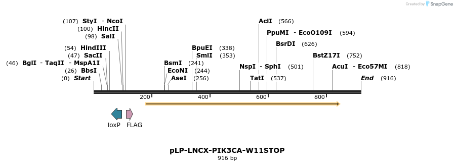 31181_map