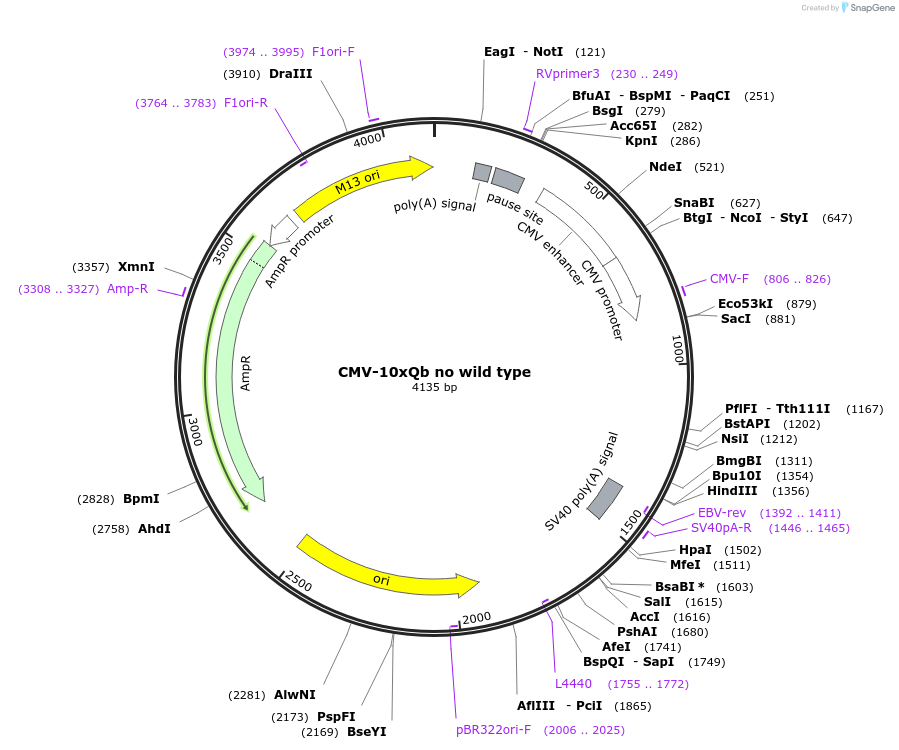 158205-plasmid-map-sequence-id-311817