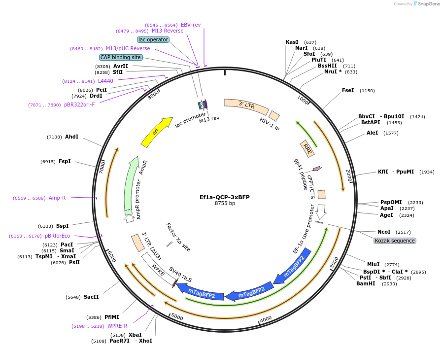 158206-plasmid-map-sequence-id-311818