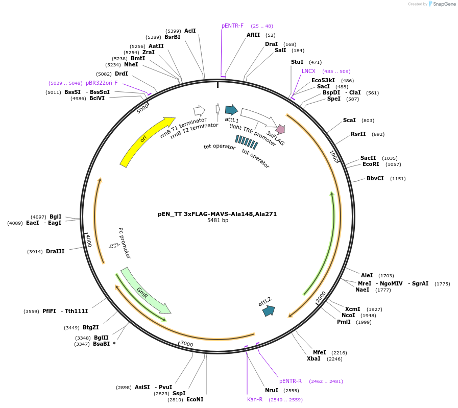 158633-plasmid-map-sequence-id-311819