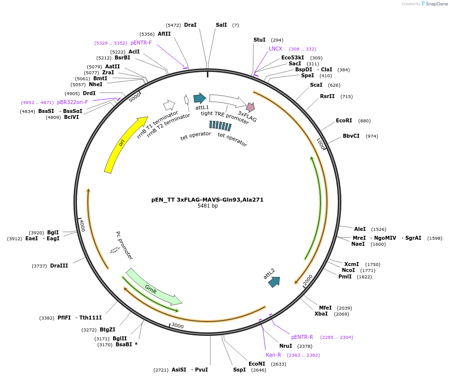 158632-plasmid-map-sequence-id-311820