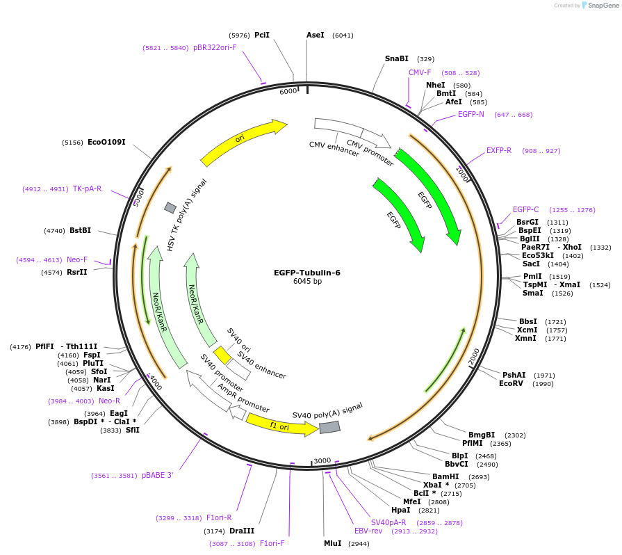 56450-plasmid-map-sequence-id-311823
