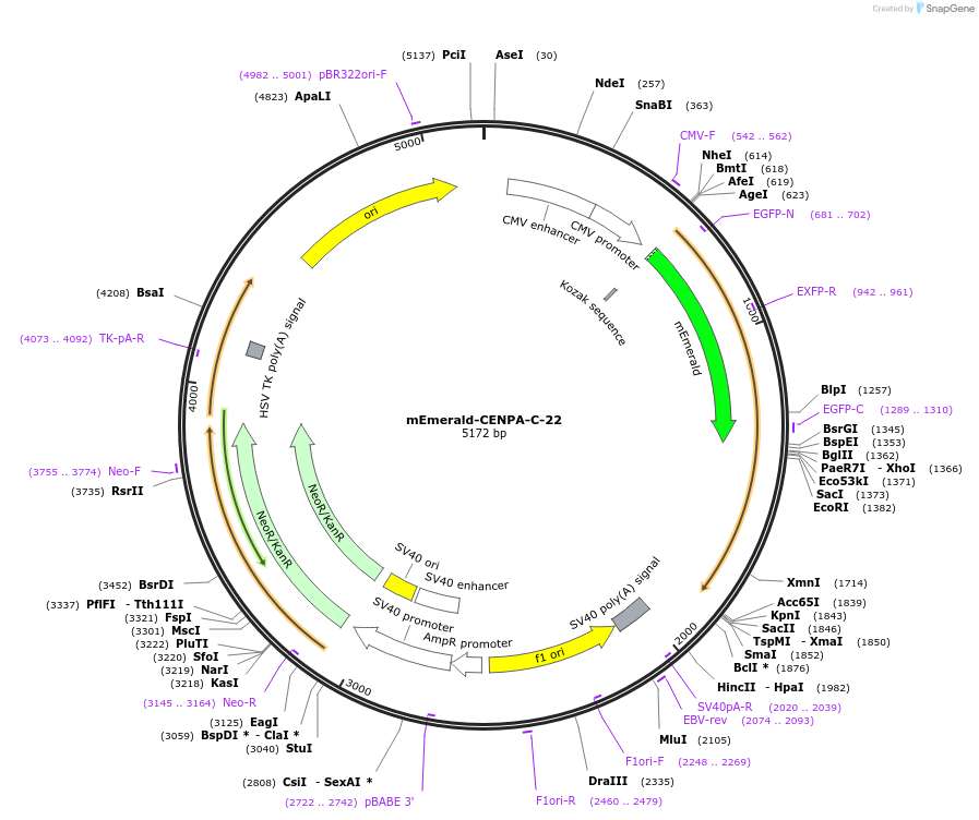 54035-plasmid-map-sequence-id-311824