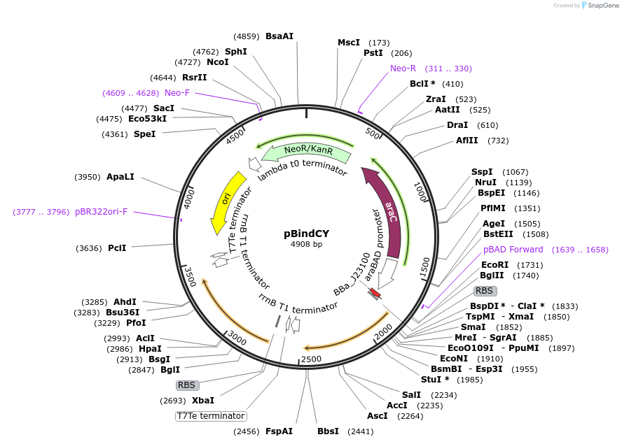 158223-plasmid-map-sequence-id-311840