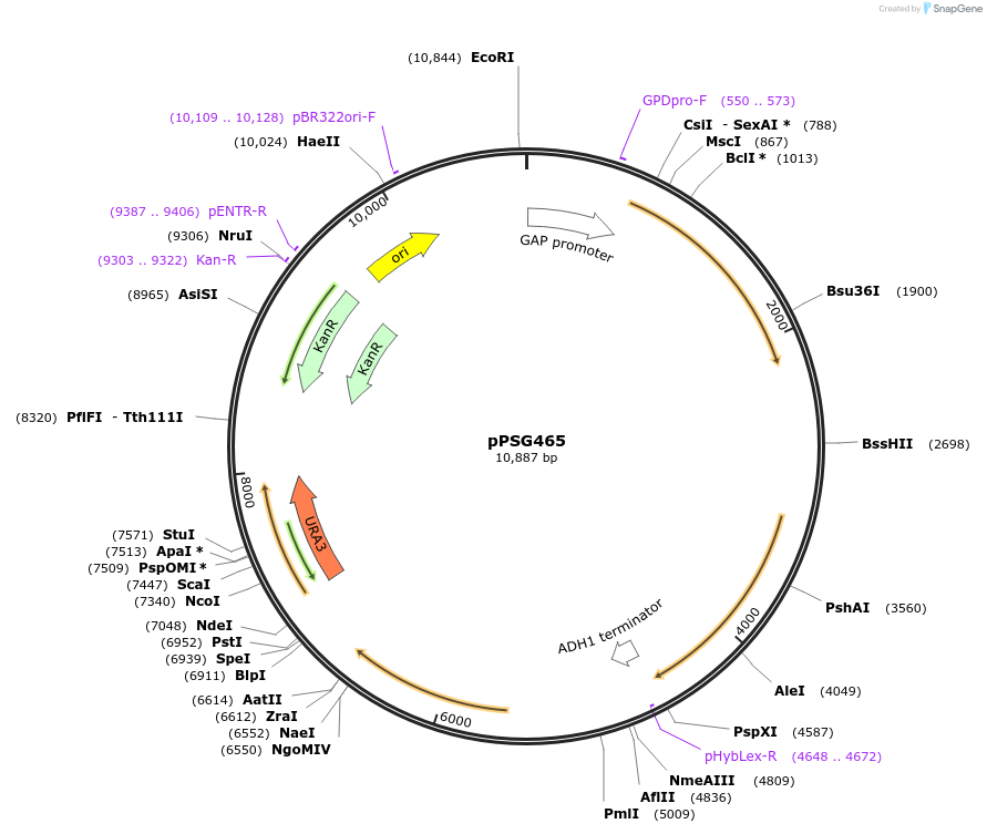 158587-plasmid-map-sequence-id-311848