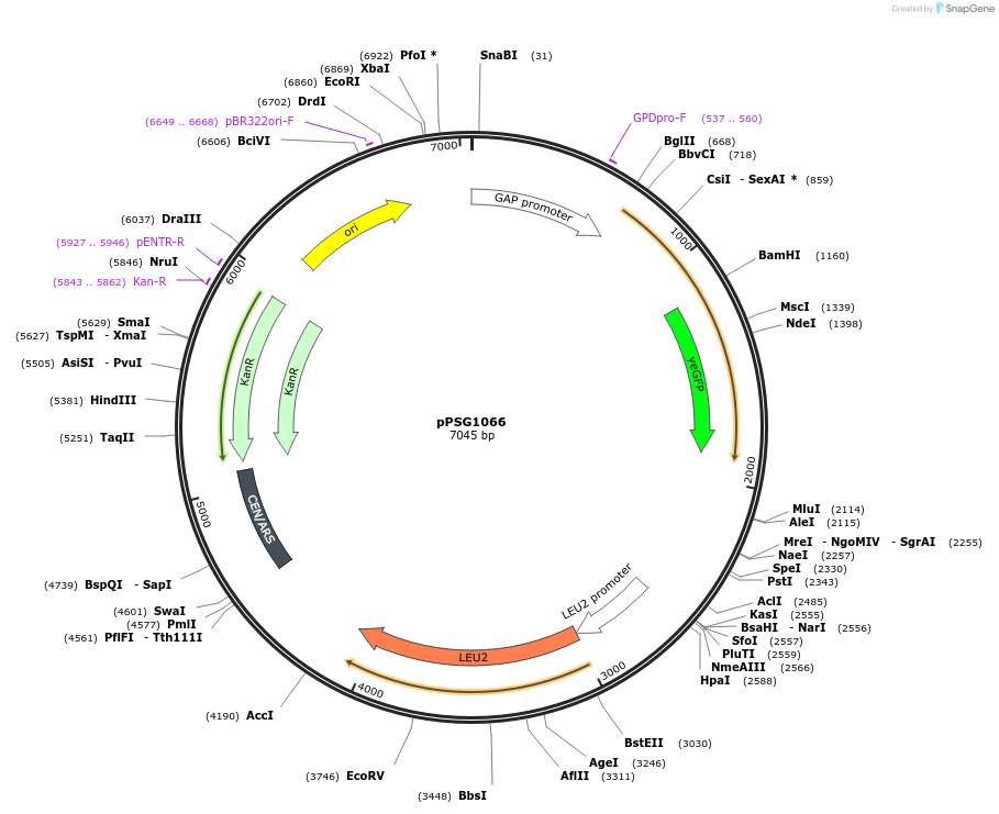 158590-plasmid-map-sequence-id-311858