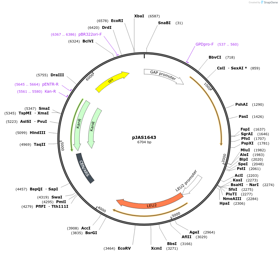 158591-plasmid-map-sequence-id-311861