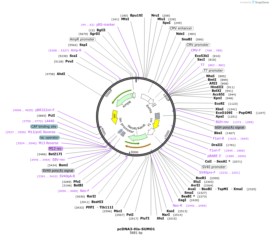 159323-plasmid-map-sequence-id-311862