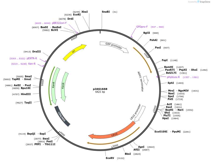 158593-plasmid-map-sequence-id-311866