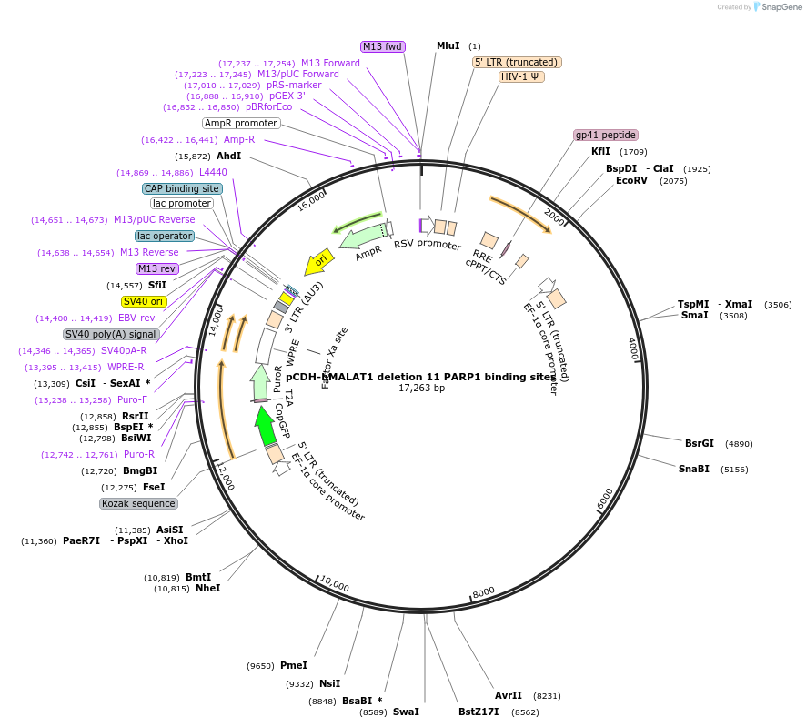 159327-plasmid-map-sequence-id-311872