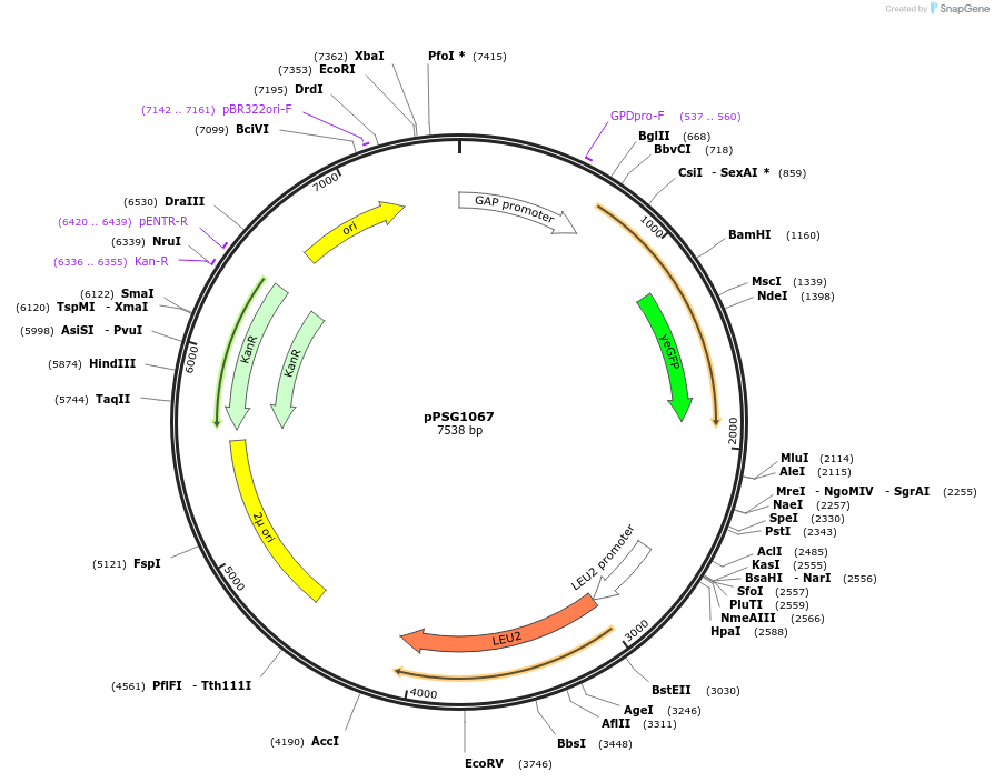 158597-plasmid-map-sequence-id-311876