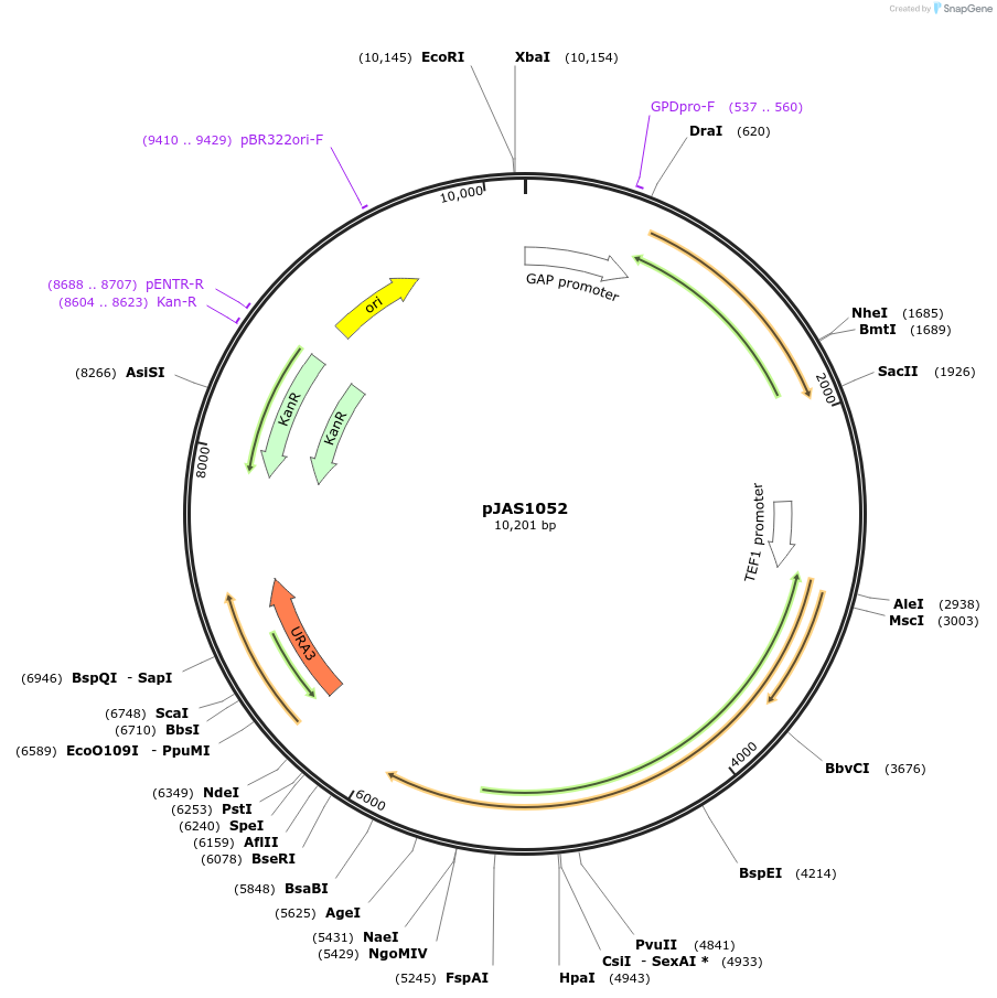158598-plasmid-map-sequence-id-311877