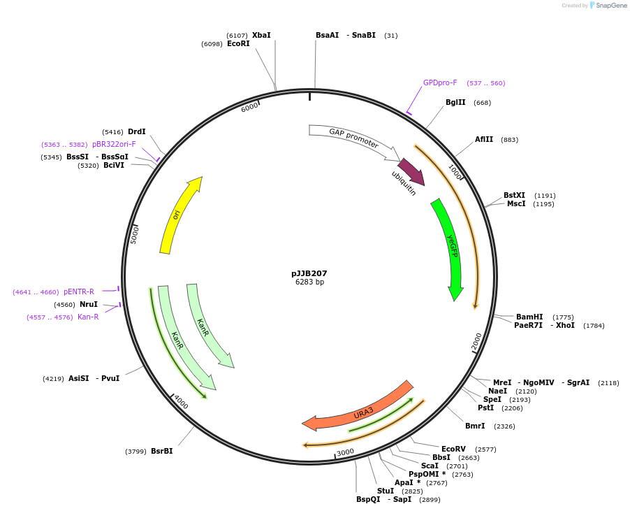 158599-plasmid-map-sequence-id-311879
