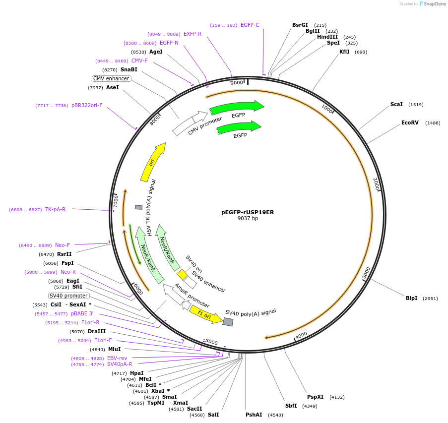 155247-plasmid-map-sequence-id-311881