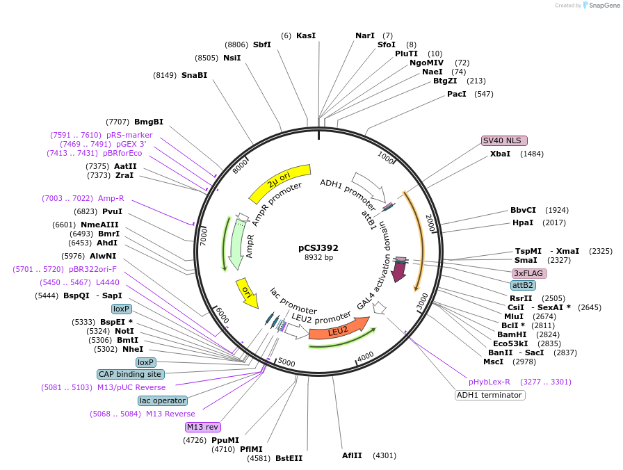 159722-plasmid-map-sequence-id-311882