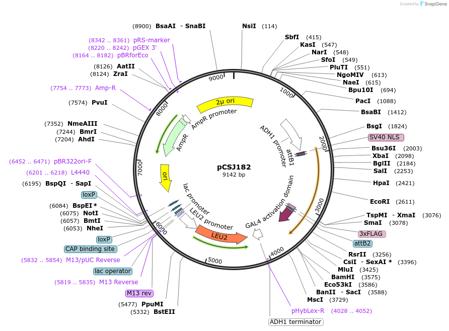 159723-plasmid-map-sequence-id-311883