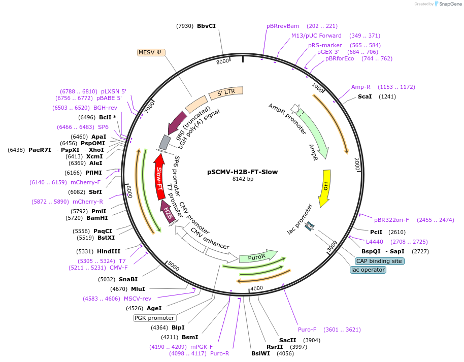 157671-plasmid-map-sequence-id-311902