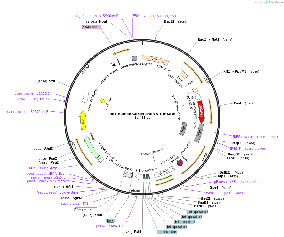 155293-plasmid-map-sequence-id-311908