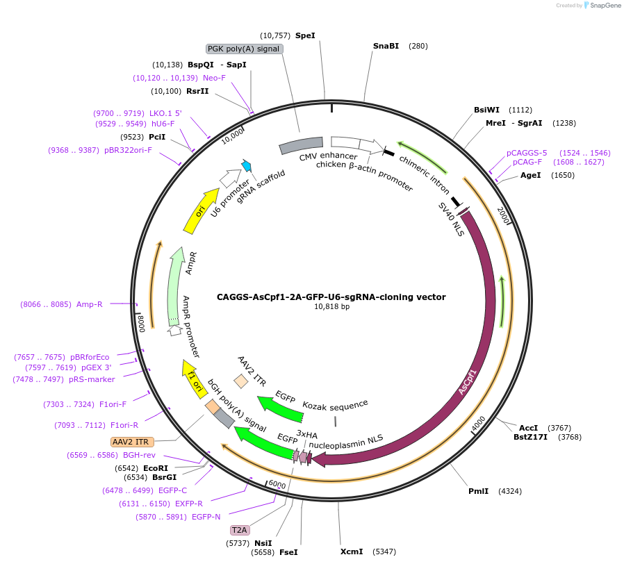 159281-plasmid-map-sequence-id-311914