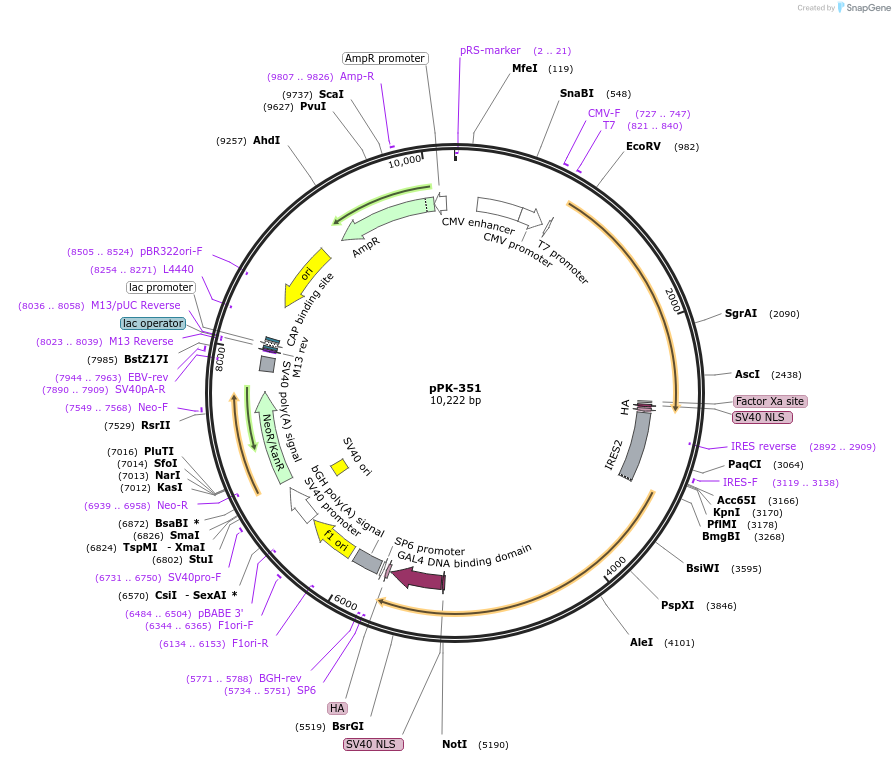 157921-plasmid-map-sequence-id-311915