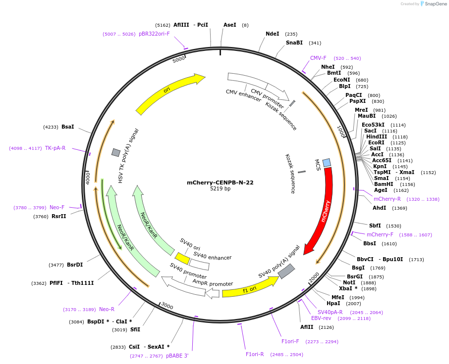 55016-plasmid-map-sequence-id-311918