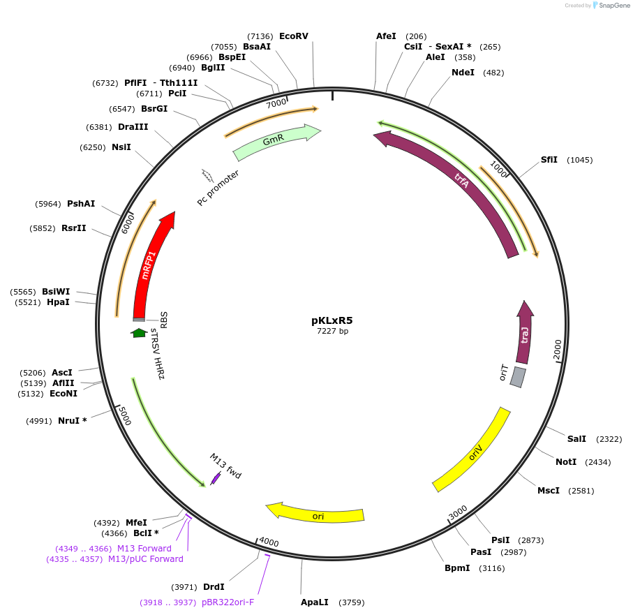 149465-plasmid-map-sequence-id-311936