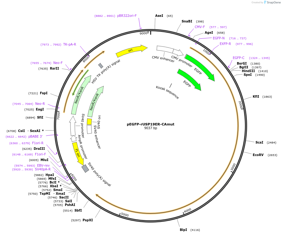 155249-plasmid-map-sequence-id-311947