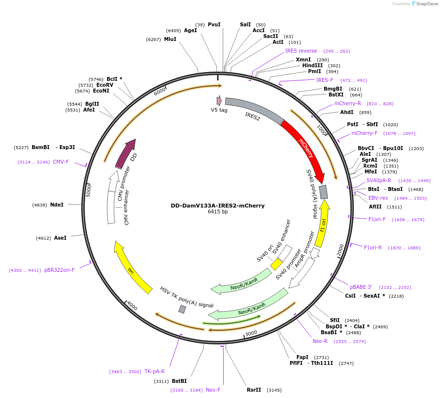 159600-plasmid-map-sequence-id-311948