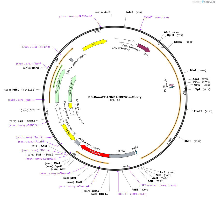 159601-plasmid-map-sequence-id-311951