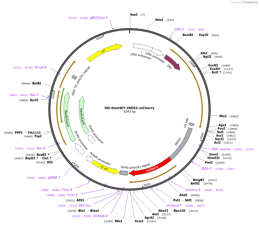 159602-plasmid-map-sequence-id-311952