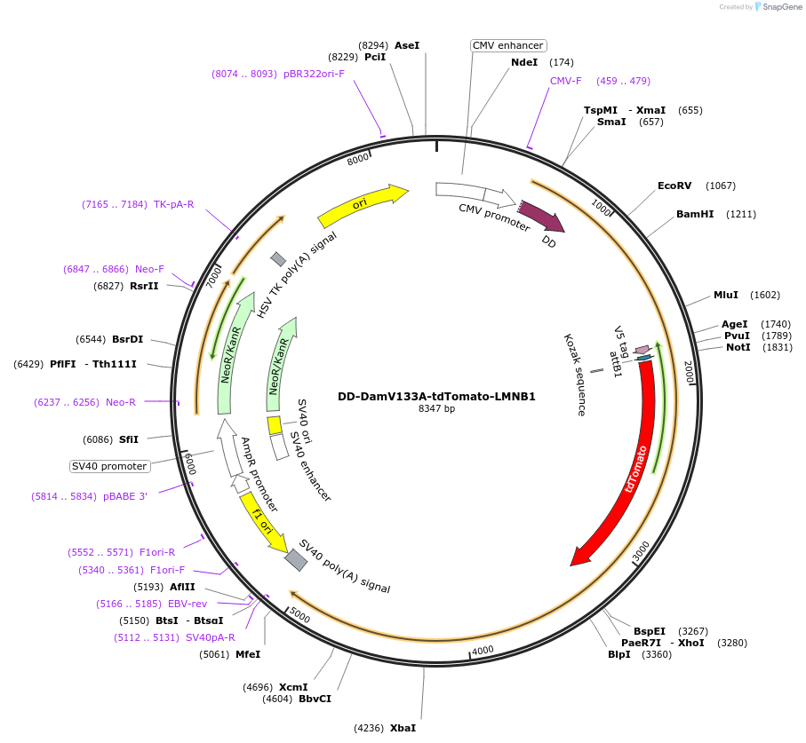 159604-plasmid-map-sequence-id-311954