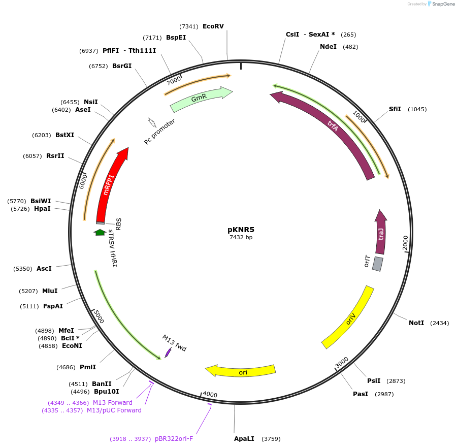 149466-plasmid-map-sequence-id-311955