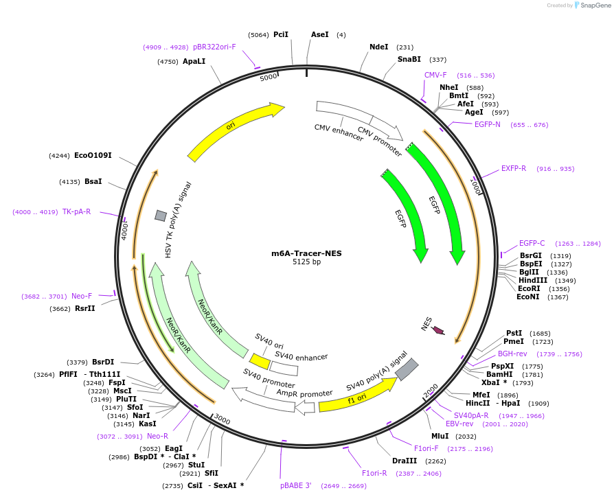 159607-plasmid-map-sequence-id-311957