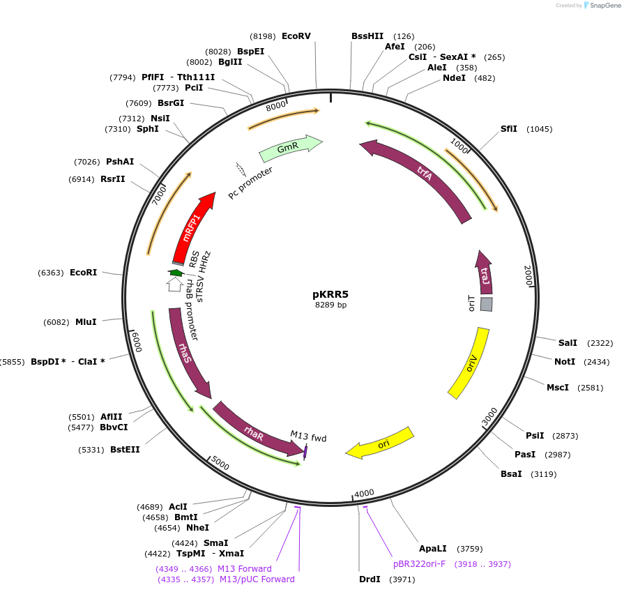149468-plasmid-map-sequence-id-311959