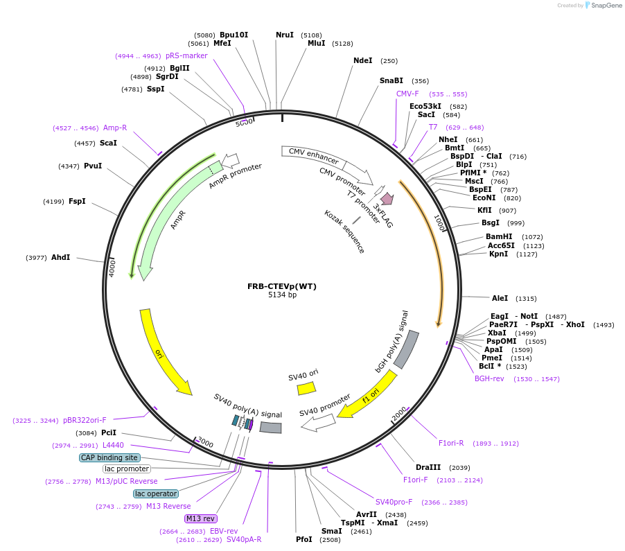 137832-plasmid-map-sequence-id-311962