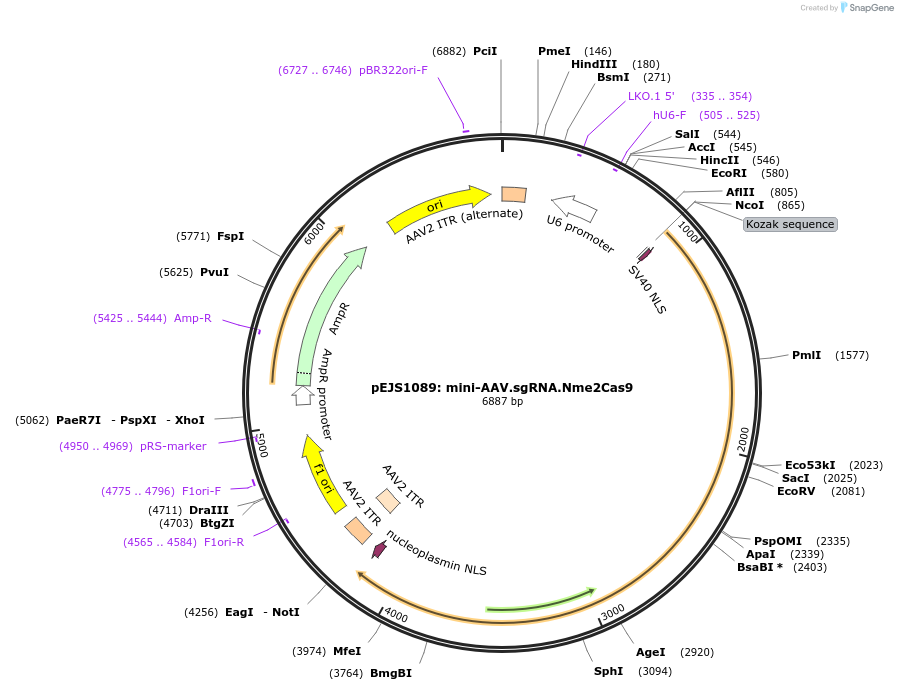 159536-plasmid-map-sequence-id-311970