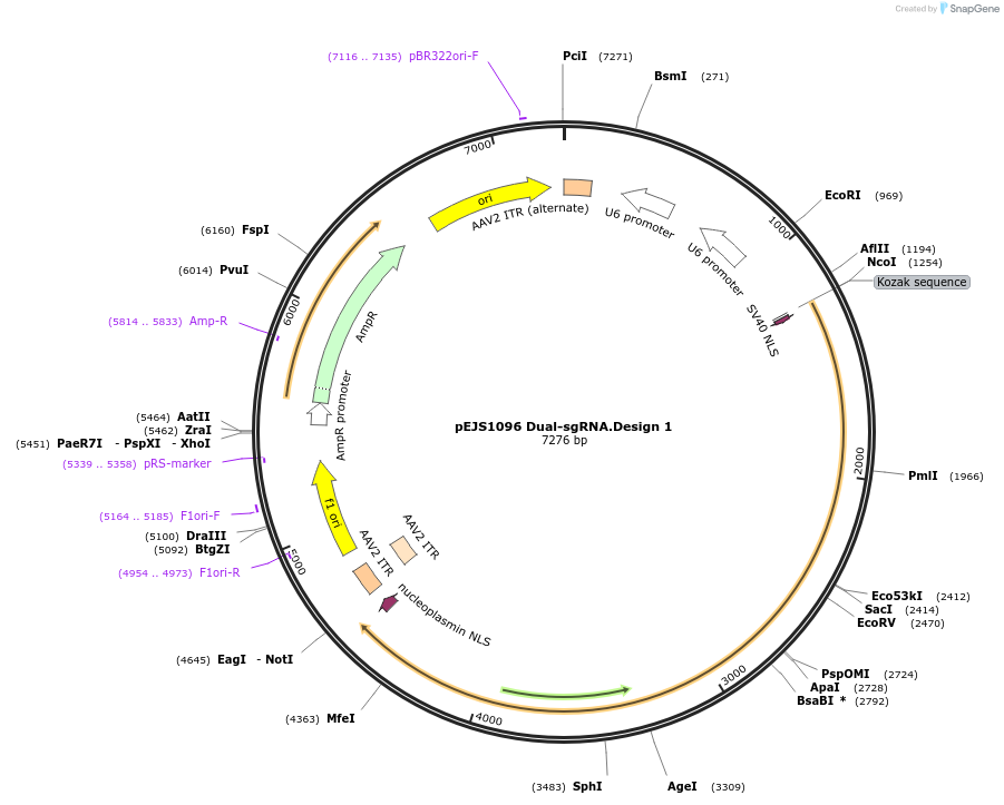 159538-plasmid-map-sequence-id-311973
