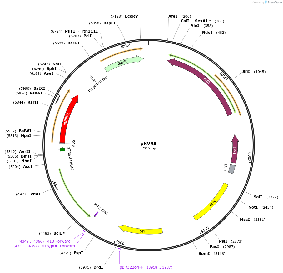 149469-plasmid-map-sequence-id-311992