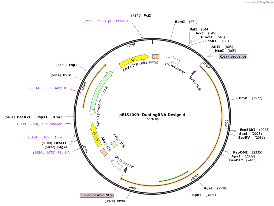 159537-plasmid-map-sequence-id-311994