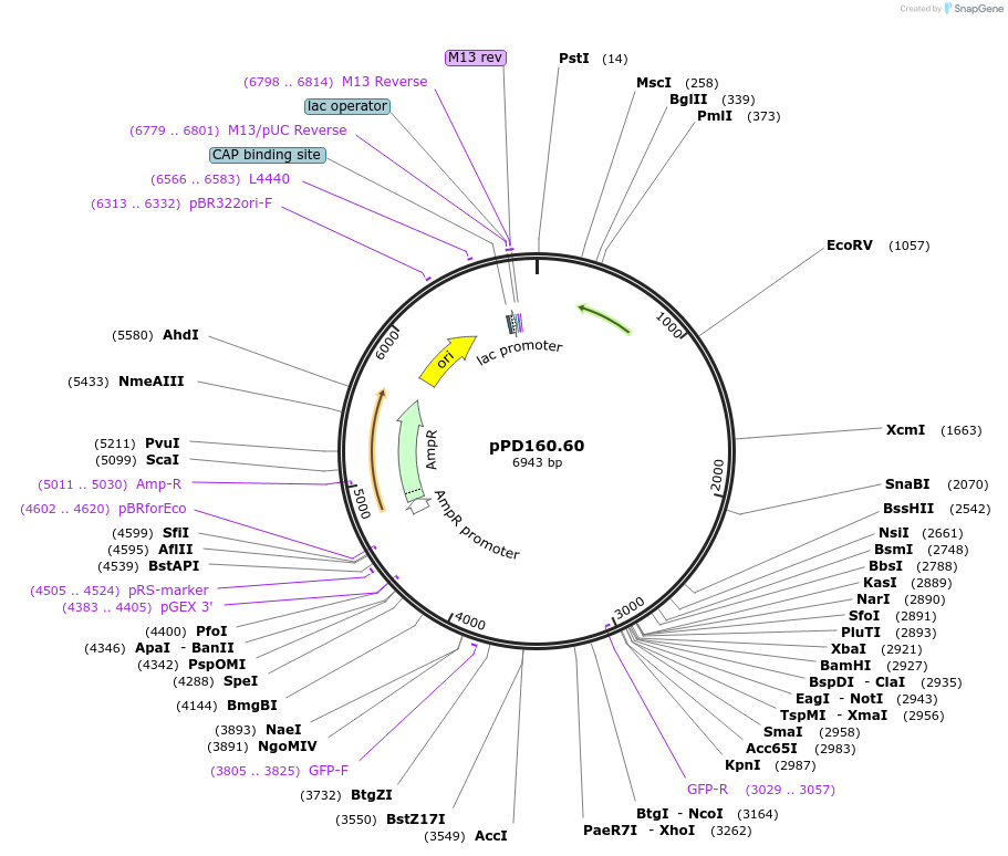 1706-plasmid-map-sequence-id-312